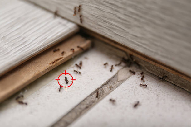 Best Flea Control Services  in Roland, OK